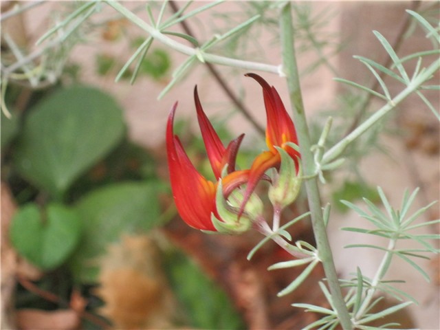 lotus